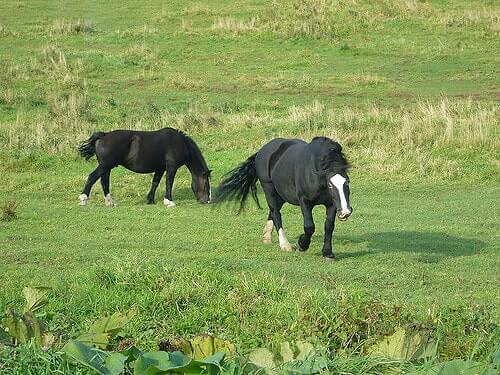草原を歩く２頭の馬