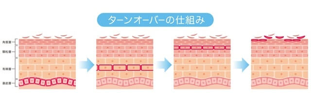 肌のターンオーバーを促進する